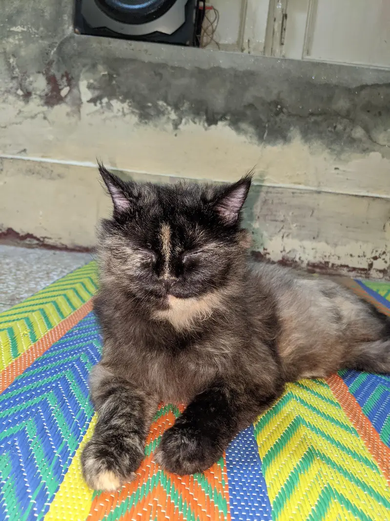 singlecoat Persian cat — photo 4