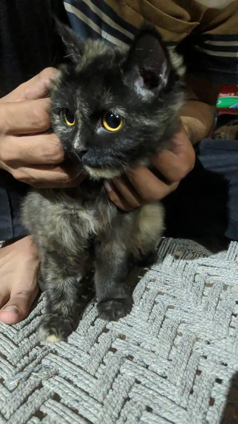 singlecoat Persian cat — photo 6