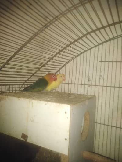 Breeder pair Love Bird