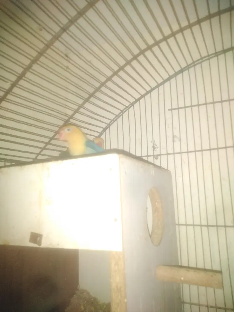 Breeder pair Love Bird — photo 2