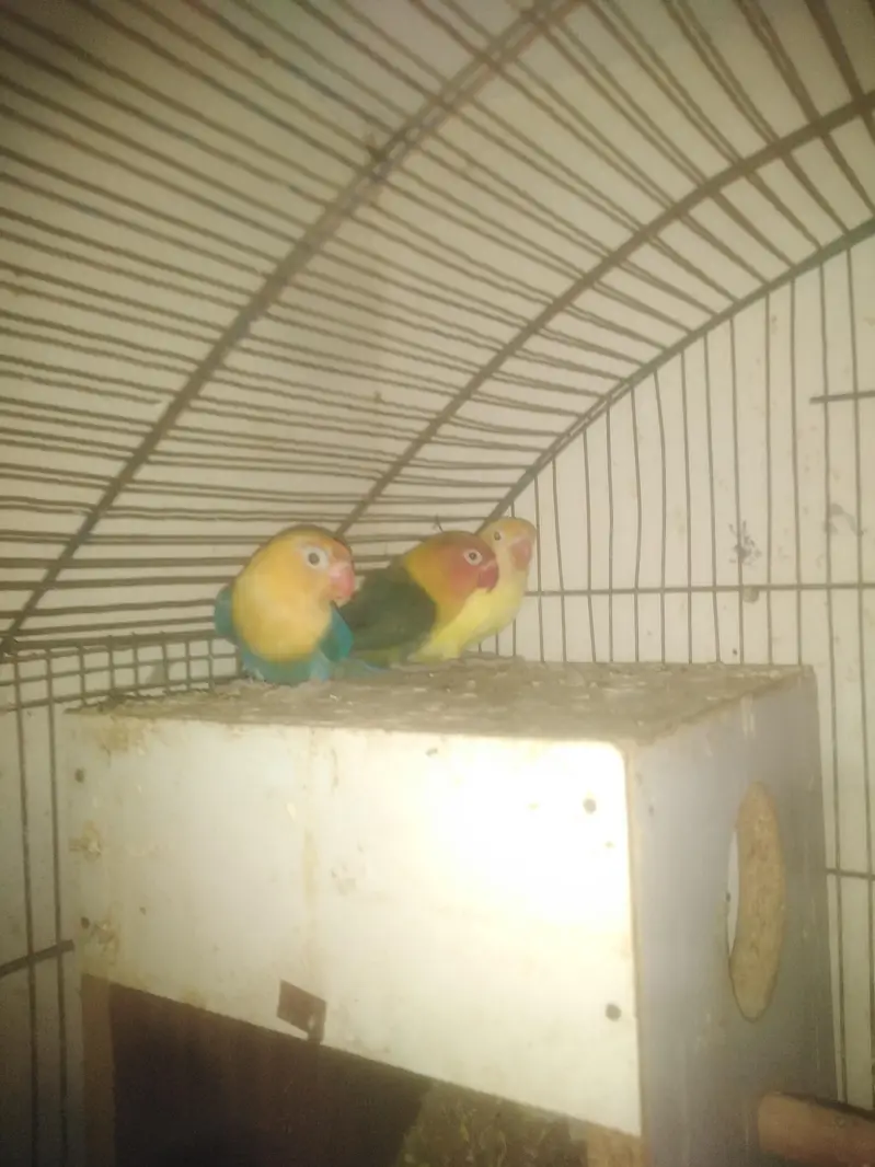 Breeder pair Love Bird — photo 3