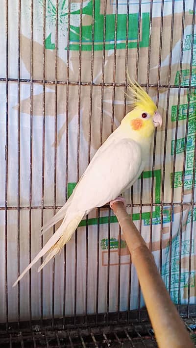 Cocktail pair gray split ino 1 female comman white split ino 2 chicks