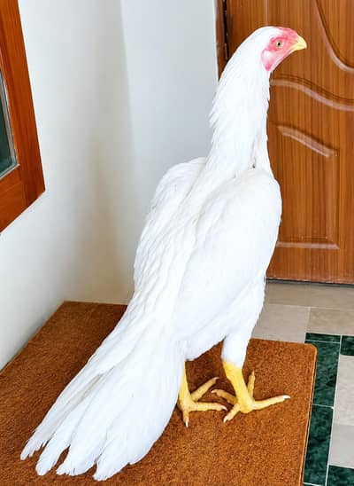 Parrot Beak Female 03100024337