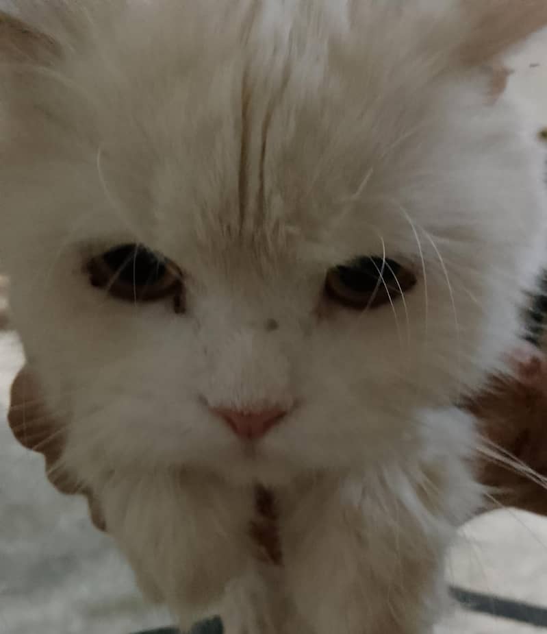 Persian Cat 1