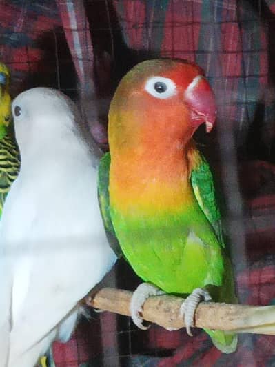 love birds available