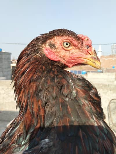 high Quality burmi + Thai Breed 1 Rooster + 3 hens Healthy and active