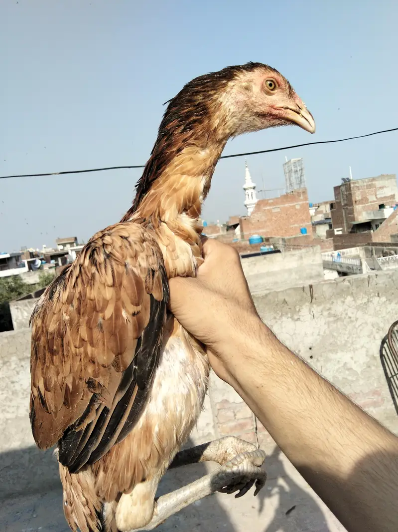 high Quality burmi + Thai Breed 1 Rooster + 3 hens Healthy and active — photo 2