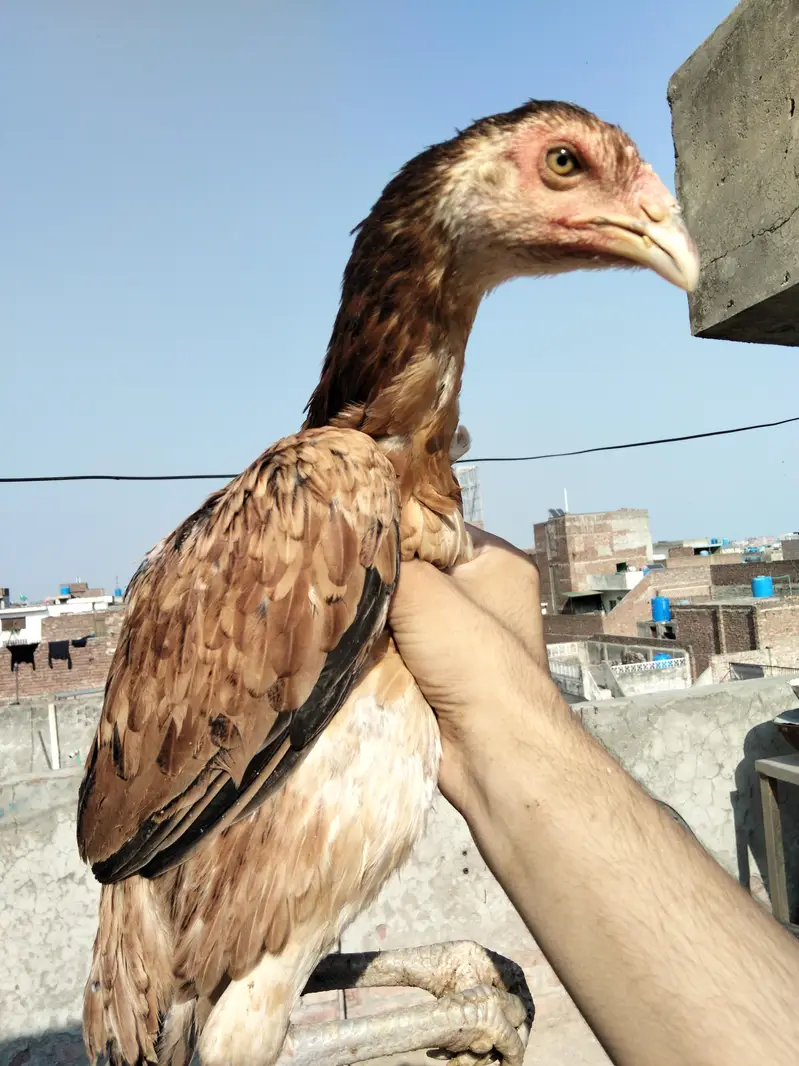 high Quality burmi + Thai Breed 1 Rooster + 3 hens Healthy and active — photo 3