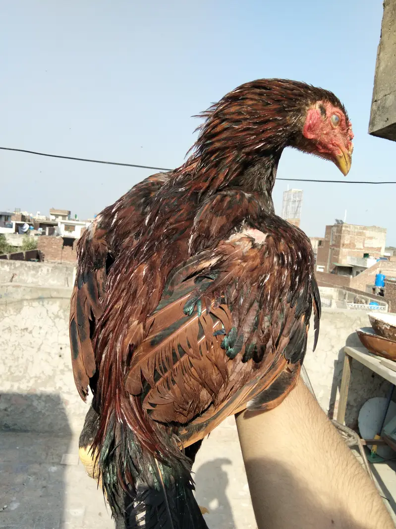 high Quality burmi + Thai Breed 1 Rooster + 3 hens Healthy and active — photo 4