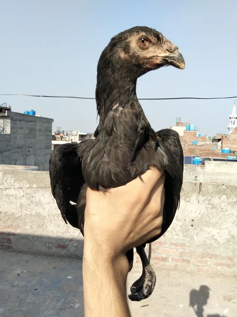 high Quality burmi + Thai Breed 1 Rooster + 3 hens Healthy and active — photo 5