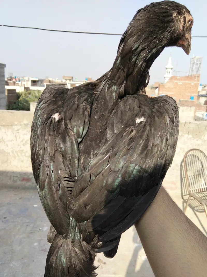 high Quality burmi + Thai Breed 1 Rooster + 3 hens Healthy and active — photo 6