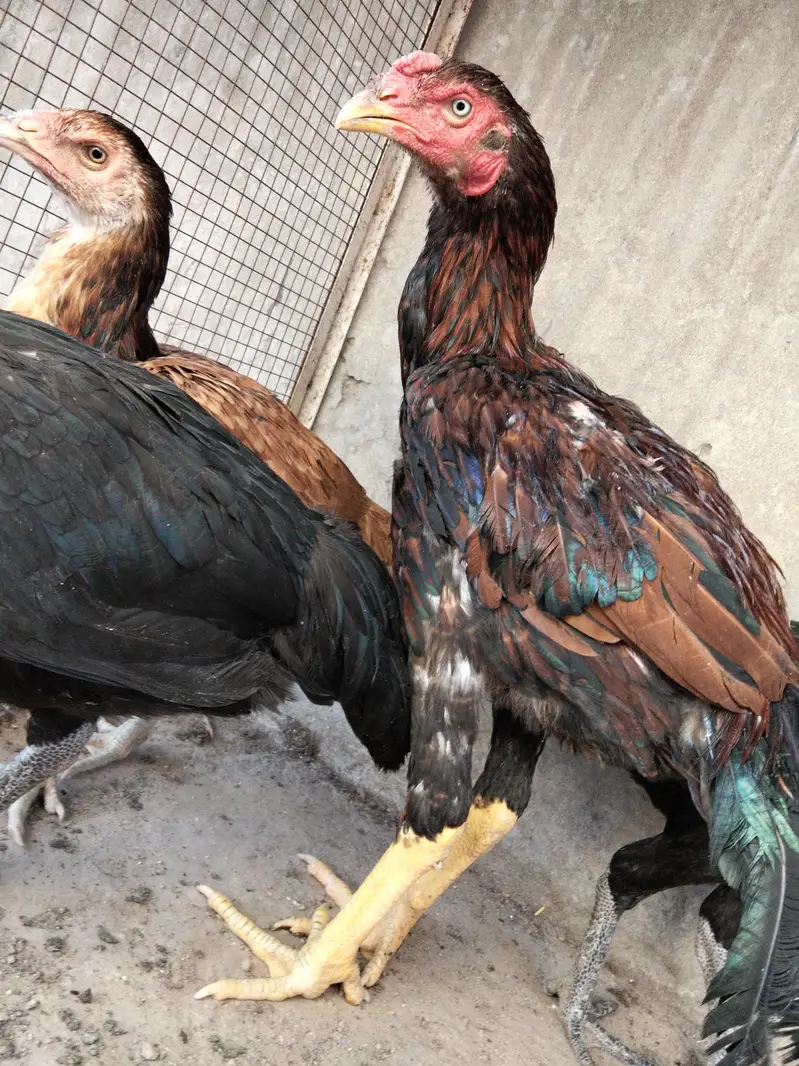 high Quality burmi + Thai Breed 1 Rooster + 3 hens Healthy and active — photo 8