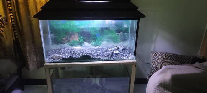 Fish Aquarium