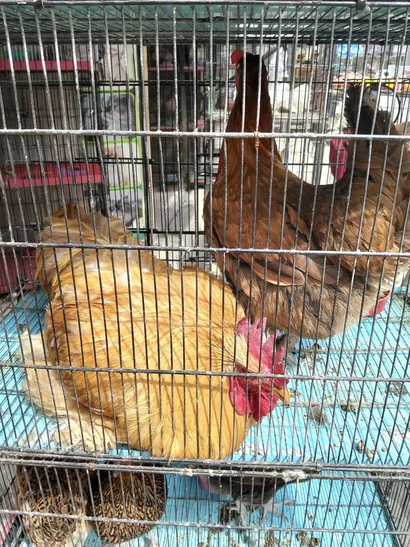 Pair of Golden Buff — photo 3