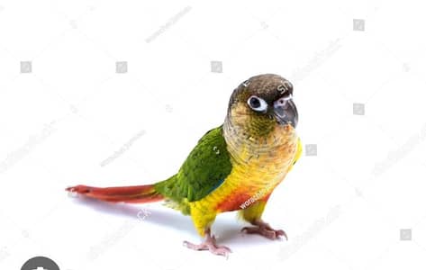 Yellow sided Conure MALE with DNA Card available