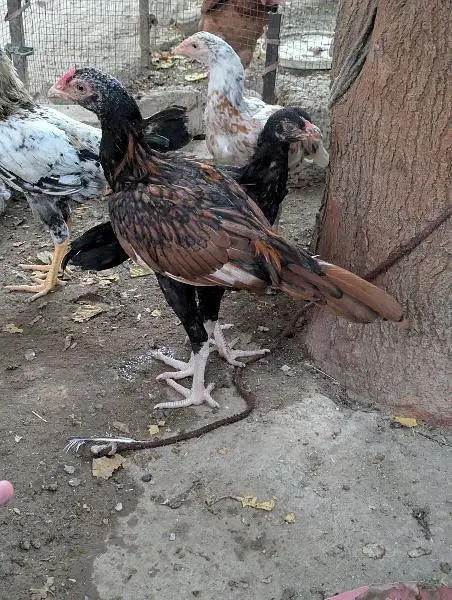 Amroha Aseel murga pathay — photo 5