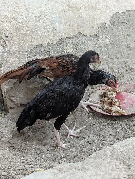 Amroha Aseel murga pathay — photo 6