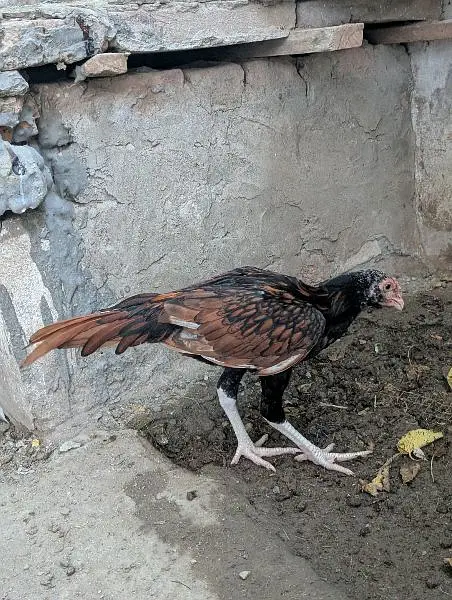 Amroha Aseel murga pathay — photo 9