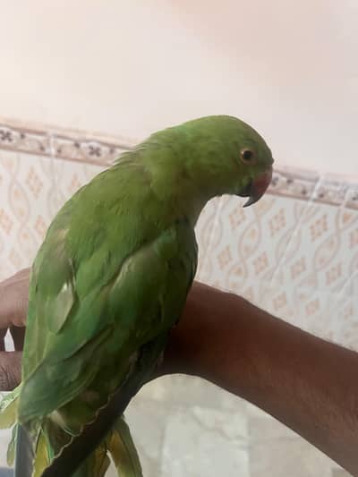 tamed parrot for sale