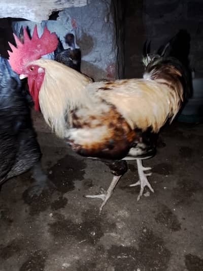 Desi Murgha & Murghi | Desi Murgha | Desi Hens | Murgha For Sale