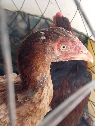 Aseel MianWali | Aseel Murgha | Aseel hens | Murghi For Sale