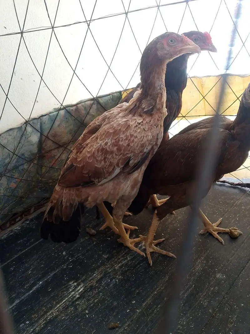 Aseel MianWali | Aseel Murgha | Aseel hens | Murghi For Sale — photo 2