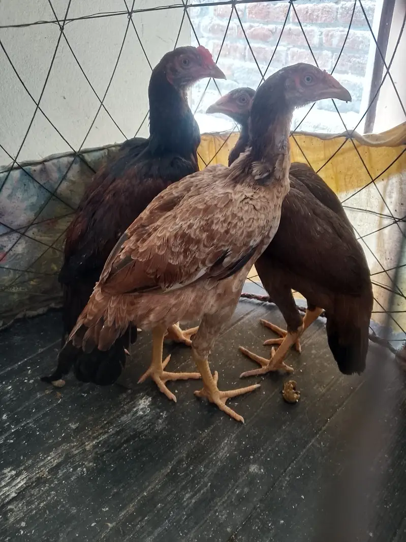 Aseel MianWali | Aseel Murgha | Aseel hens | Murghi For Sale — photo 3