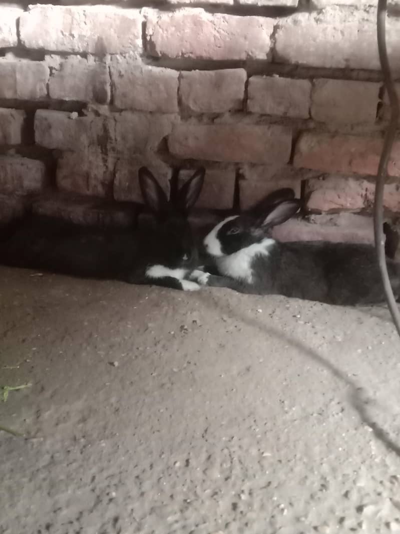 4 Rabbits 1