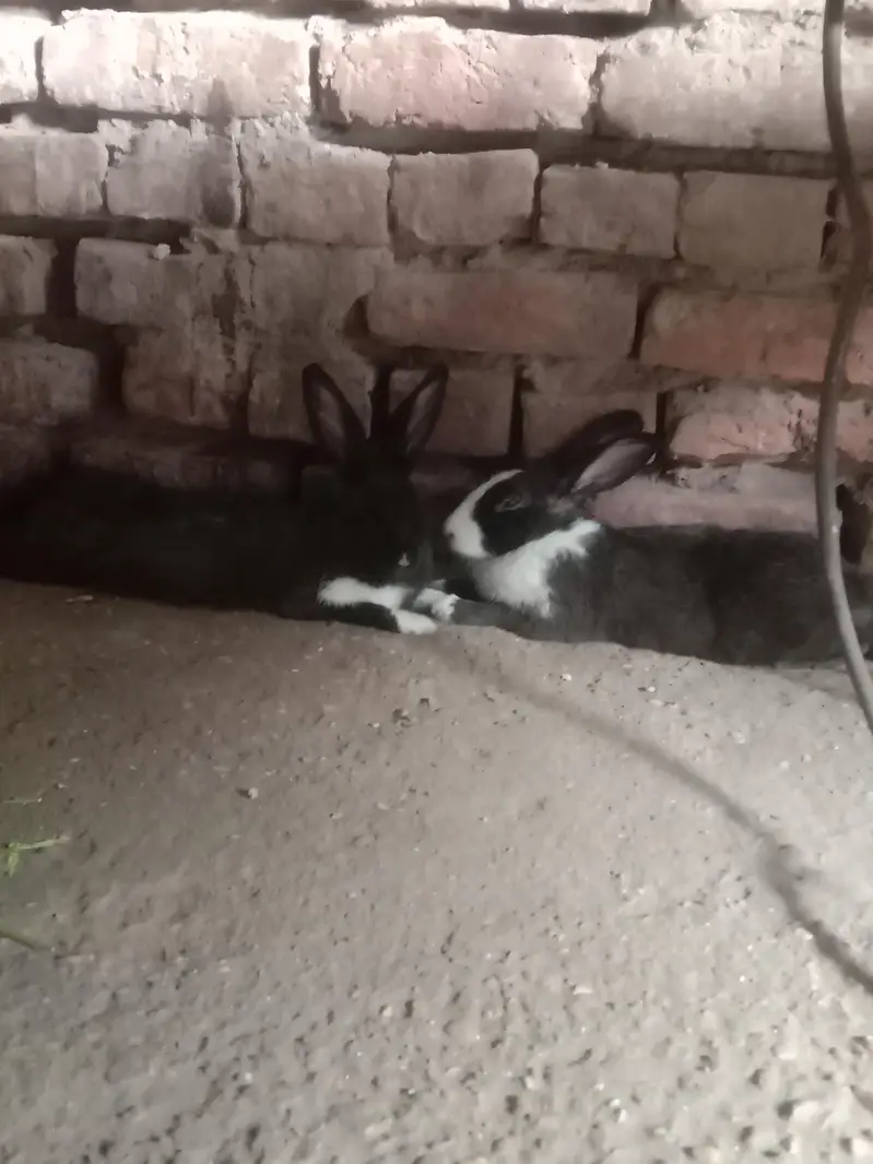 4 Rabbits — photo 2