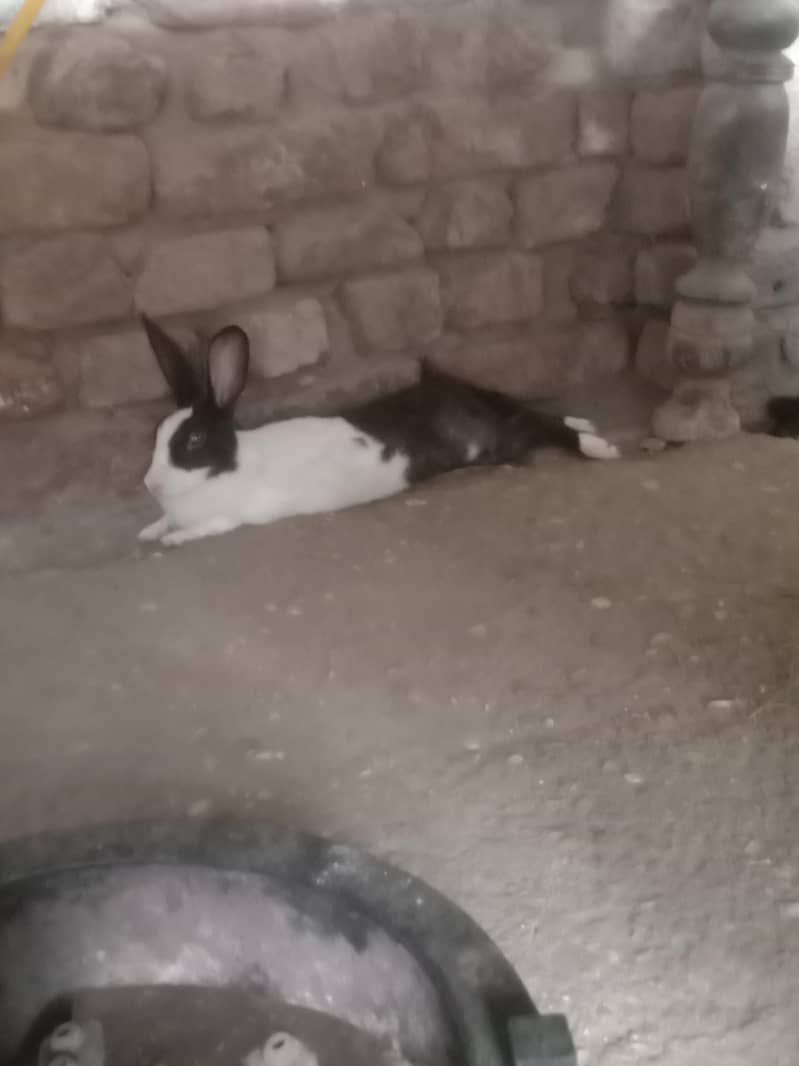 4 Rabbits 2