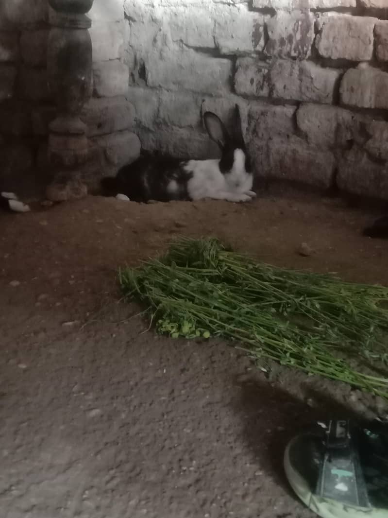 4 Rabbits 3