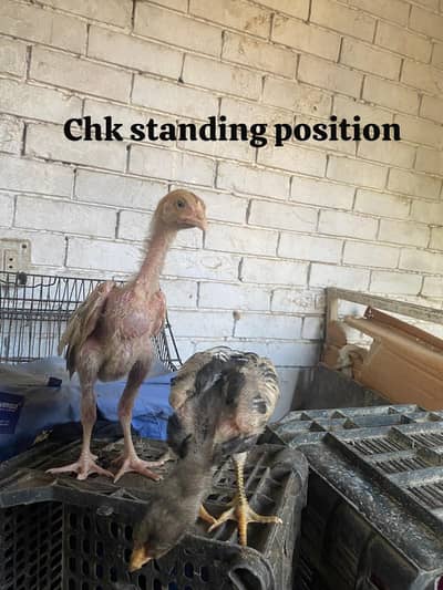 aseel chicks