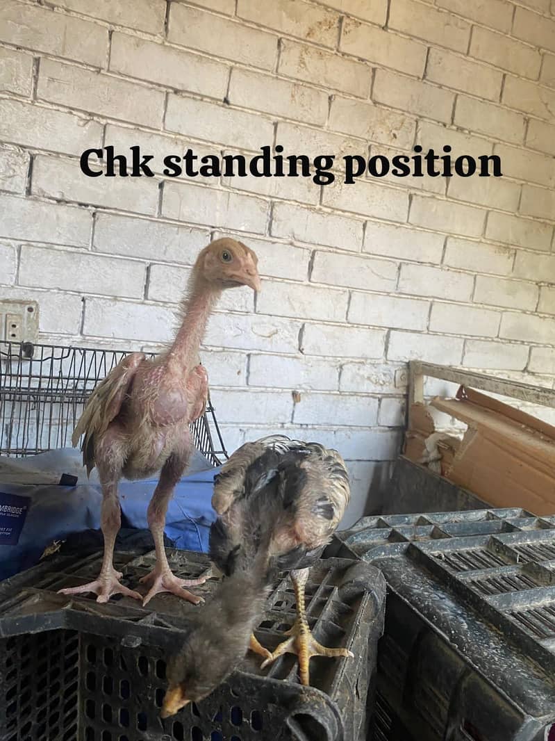 aseel chicks 0
