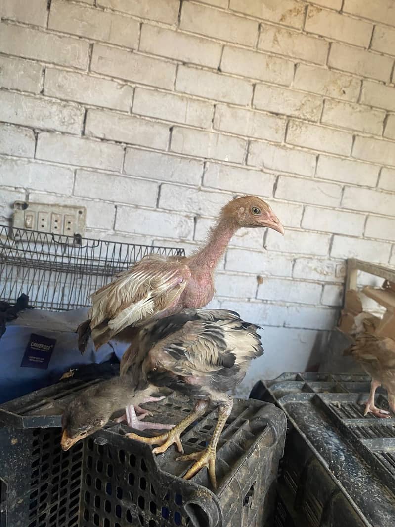 aseel chicks 2