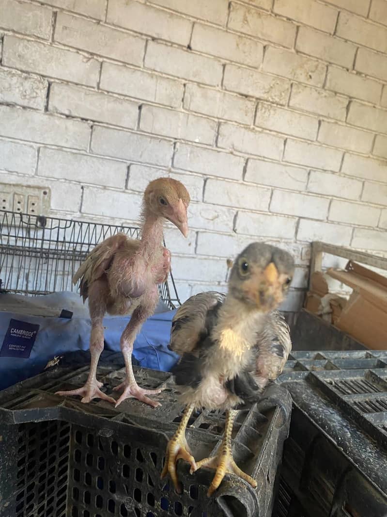 aseel chicks 3