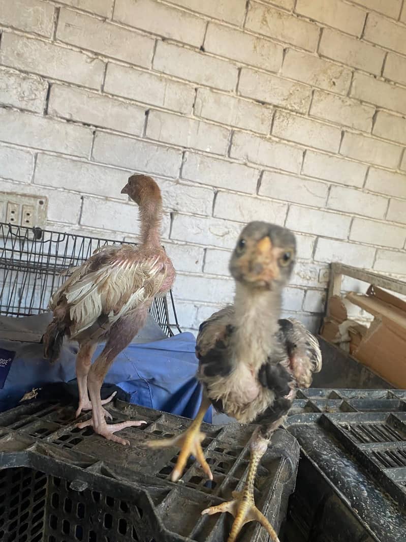 aseel chicks 4