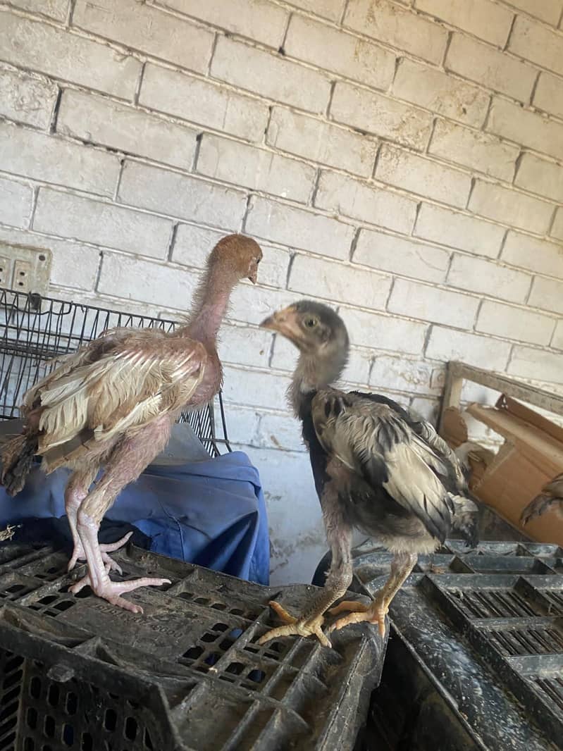 aseel chicks 5