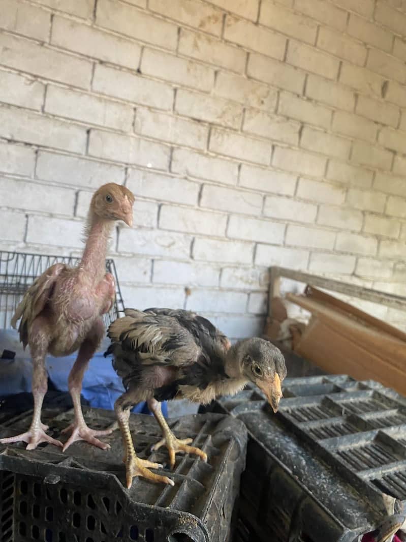 aseel chicks 6