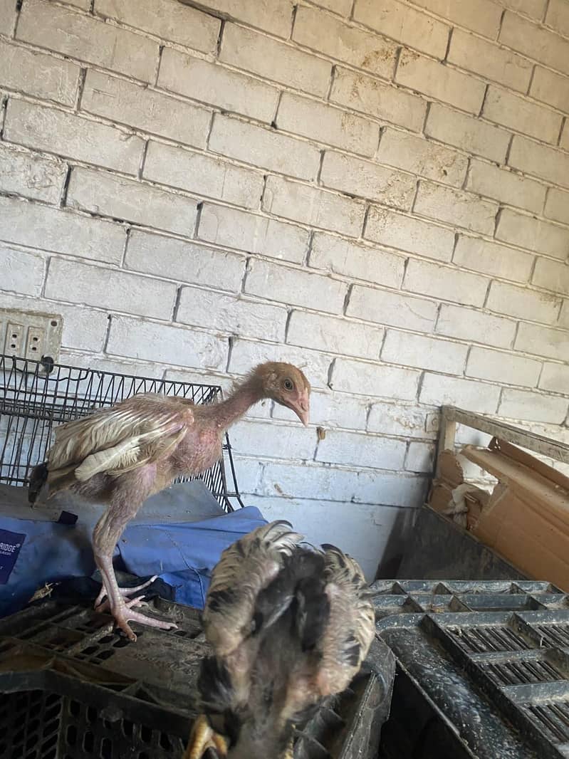 aseel chicks 7