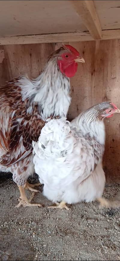 Different Breeders and Chicks Available