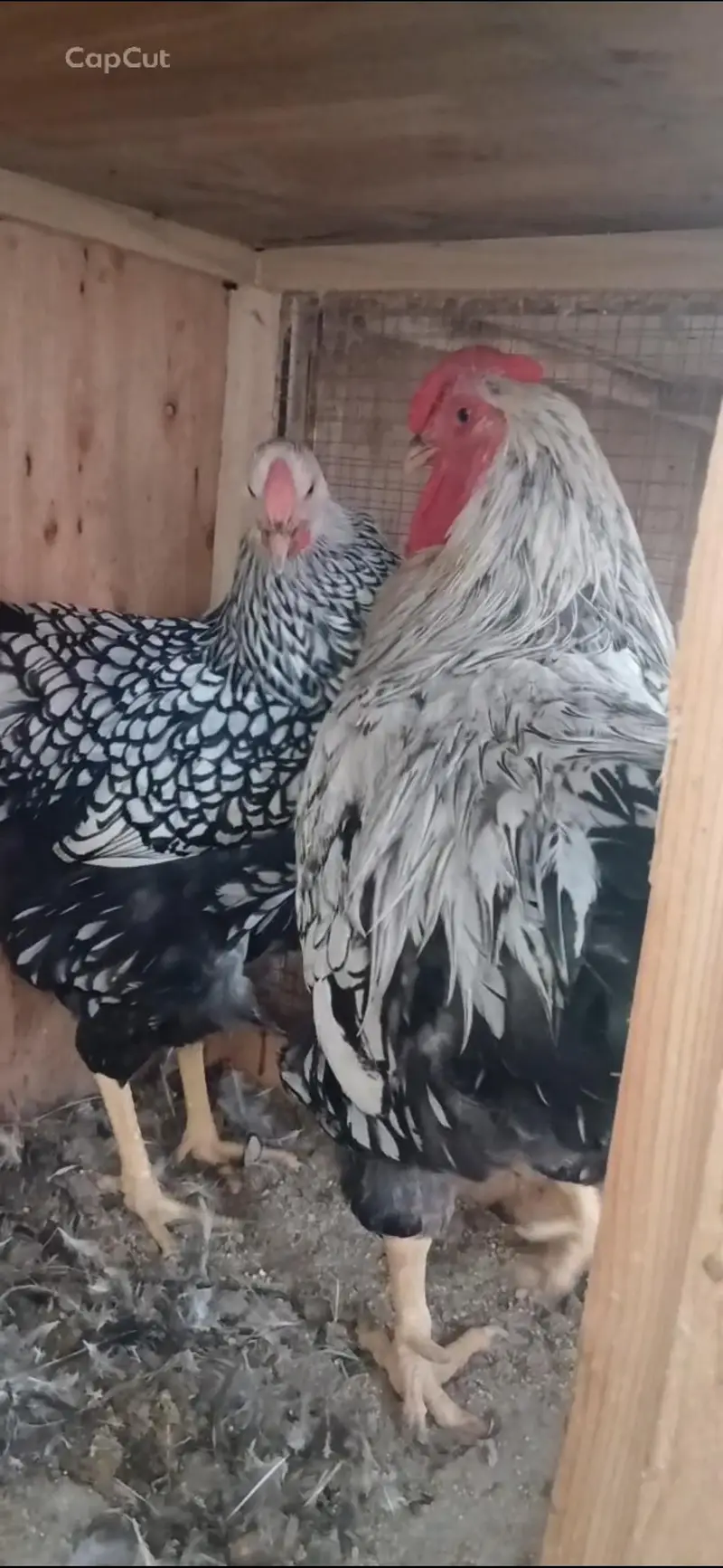 Different Breeders and Chicks Available — photo 2