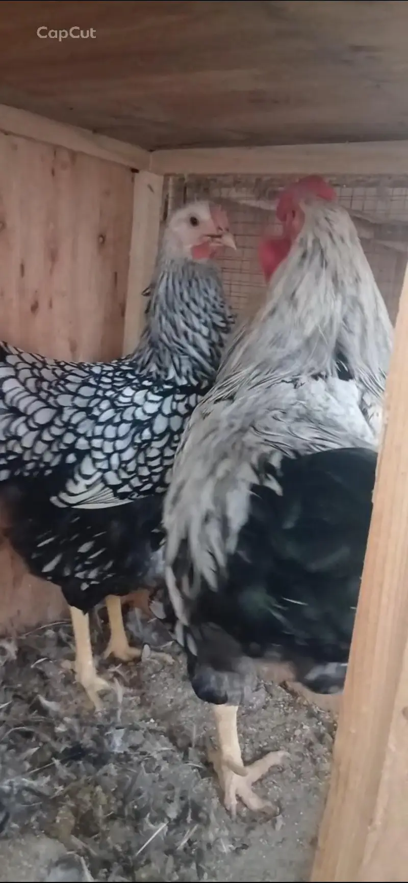 Different Breeders and Chicks Available — photo 3