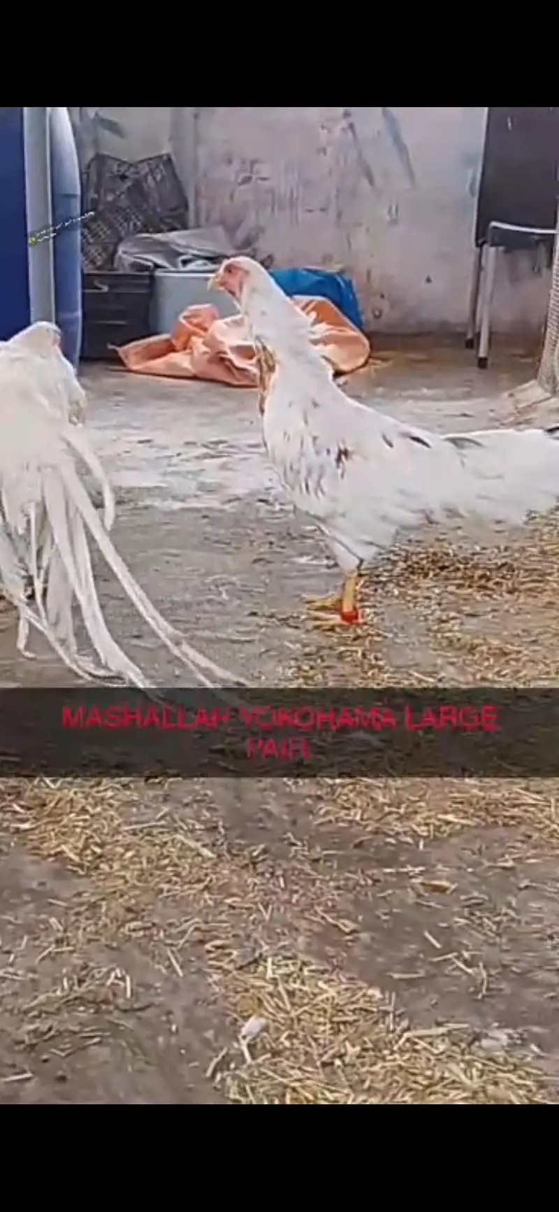 Different Breeders and Chicks Available — photo 4