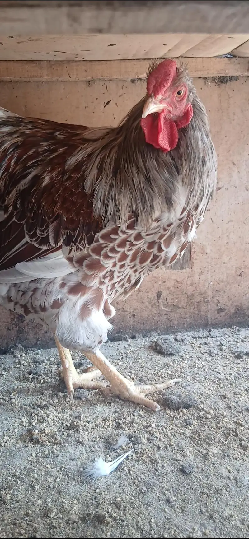 Different Breeders and Chicks Available — photo 6