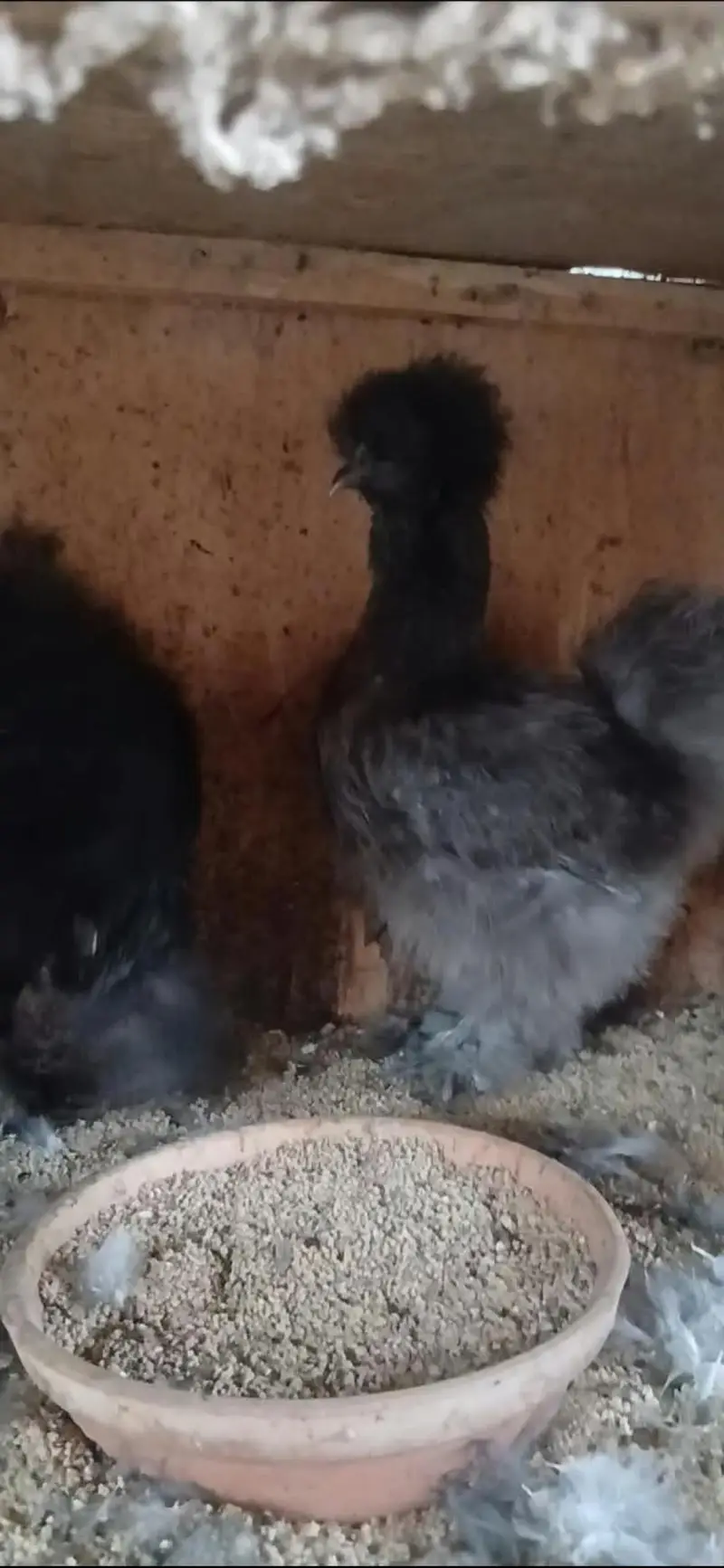 Different Breeders and Chicks Available — photo 7