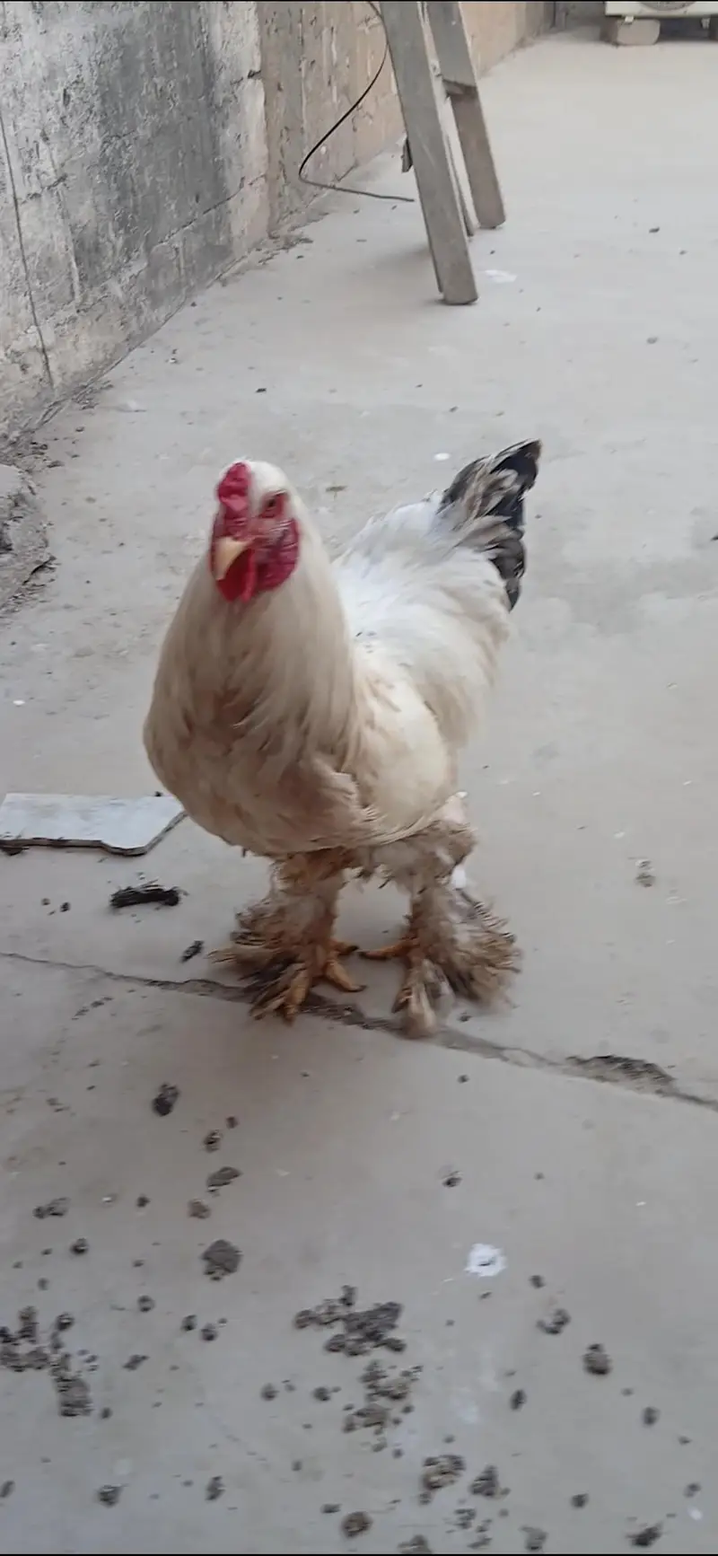 Different Breeders and Chicks Available — photo 8