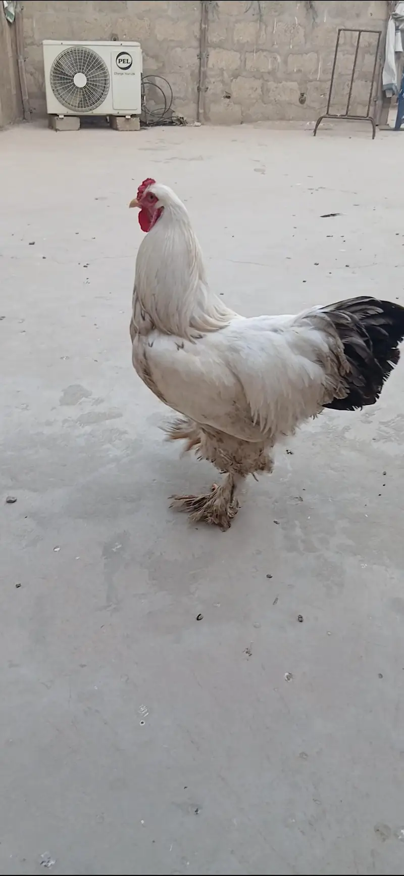Different Breeders and Chicks Available — photo 9