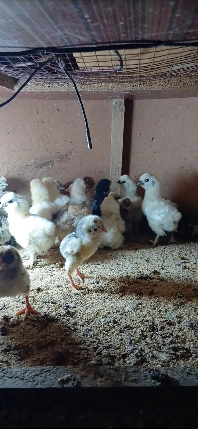 Different Breeders and Chicks Available — photo 10