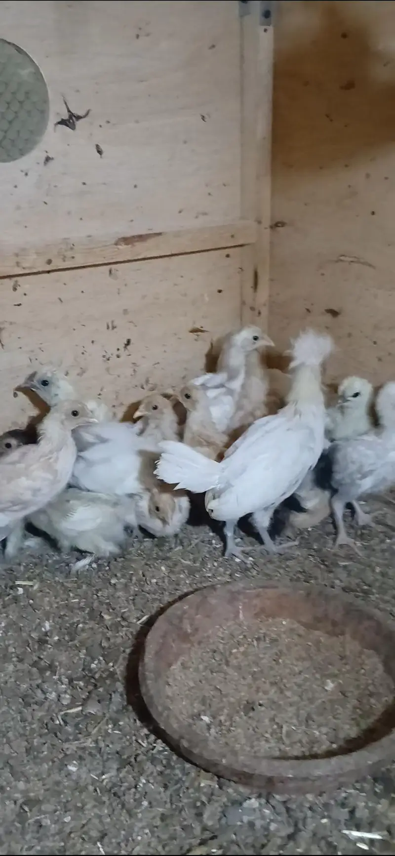 Different Breeders and Chicks Available — photo 11