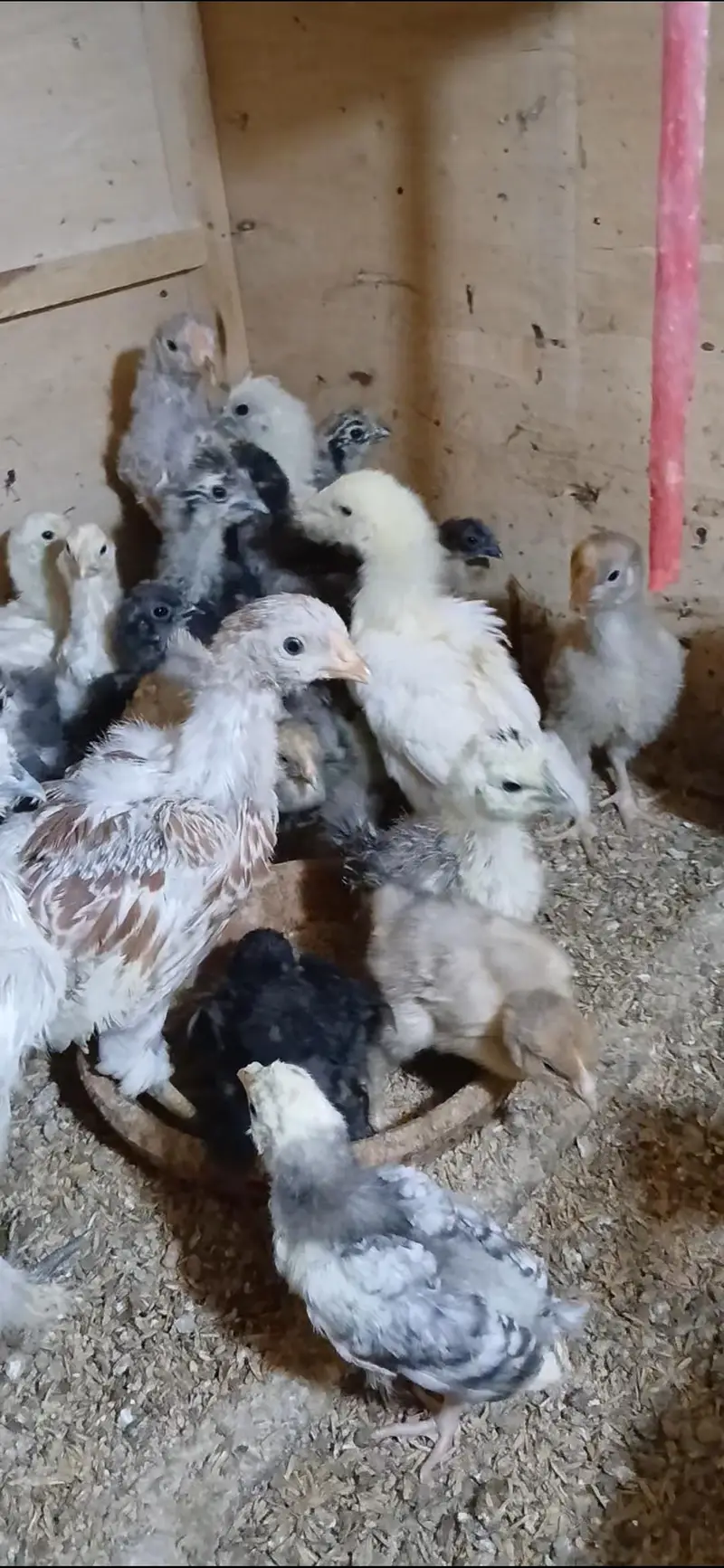 Different Breeders and Chicks Available — photo 12